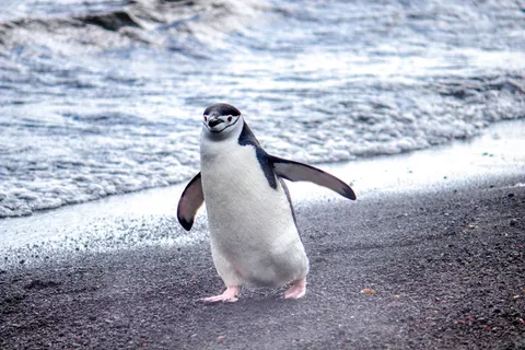 Penguins 4K Wallpaper · animals · 3840×2560