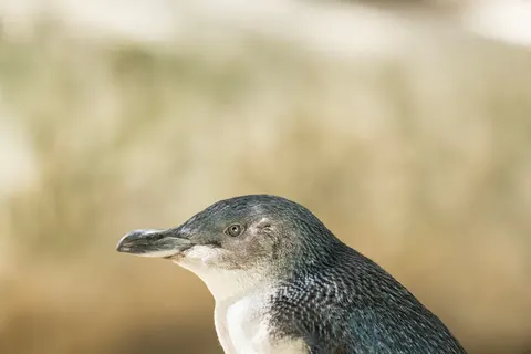 Wallpaper Penguin 4K · animals · 3840×2560