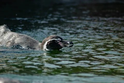 Sfondo Pinguini 4K · animals · 3840×2560
