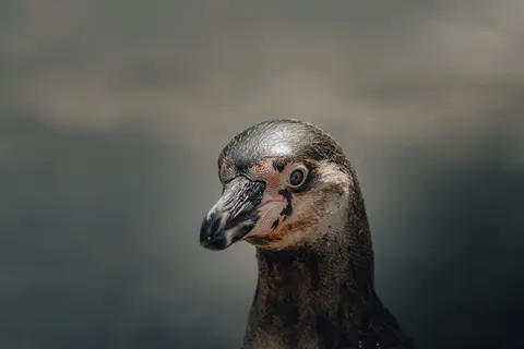 Penguins 4K Wallpaper · animals · 3840×2560