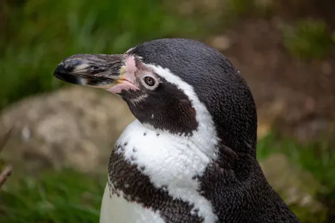 Penguins 4K Wallpaper · animals · 3840×2560