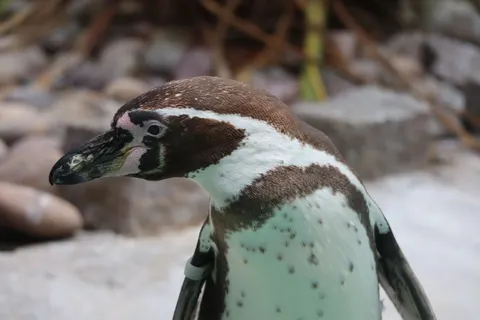 Penguins 4K Wallpaper · animals · 3840×2560