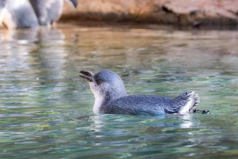 Penguins 4K Wallpaper · animals · 3840×2560