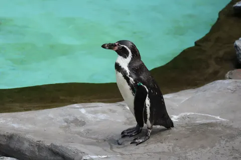 Penguins 4K Wallpaper · animals · 3840×2560