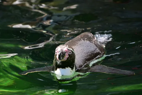 Penguins 4K Wallpaper · animals · 3840×2560