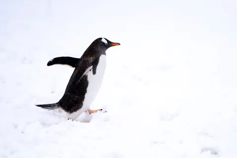 Penguins 4K Wallpaper · animals · 3840×2560