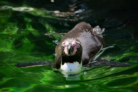 Penguins 4K Wallpaper · animals · 3840×2560