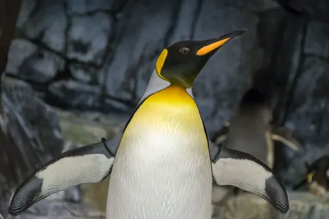 Penguins 4K Wallpaper · animals · 3840×2560