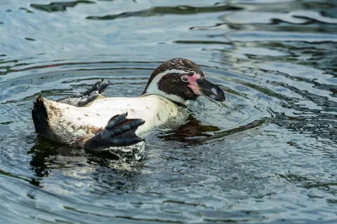 Penguins 4K Wallpaper · animals · 3840×2561