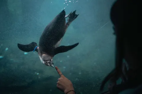 Penguins 4K Wallpaper · animals · 3840×2560