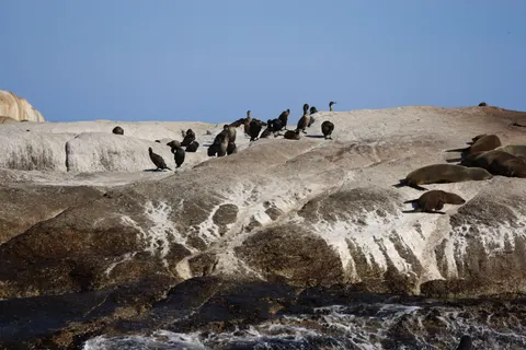 Penguins 4K Wallpaper · animals · 3840×2561