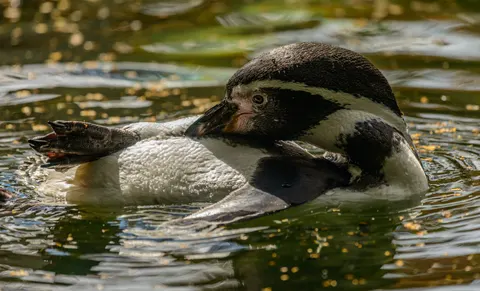 Penguins 4K Wallpaper · animals · 3840×2333