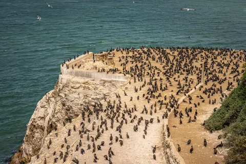 Penguins 4K Wallpaper · animals · 3840×2560