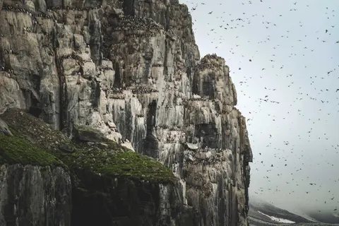 Penguins 4K Wallpaper · animals · 3840×2560