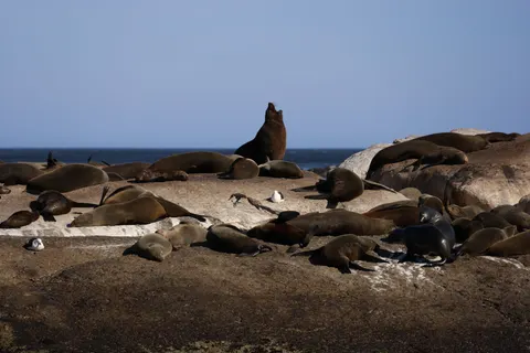 Papel de parede Pinguins 4K · animals · 3840×2561