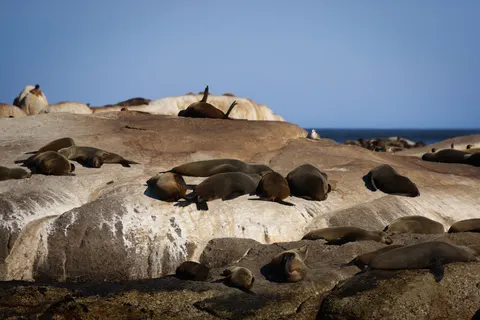 Penguins 4K Wallpaper · animals · 3840×2561