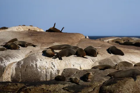 Penguins 4K Wallpaper · animals · 3840×2561
