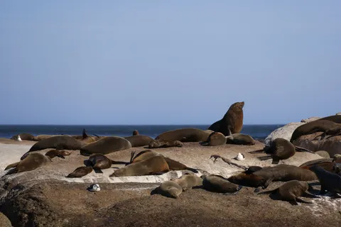 Fondo de pantalla Pingüinos 4K · animals · 3840×2561