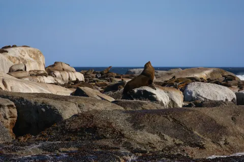 Penguins 4K Wallpaper · animals · 3840×2561