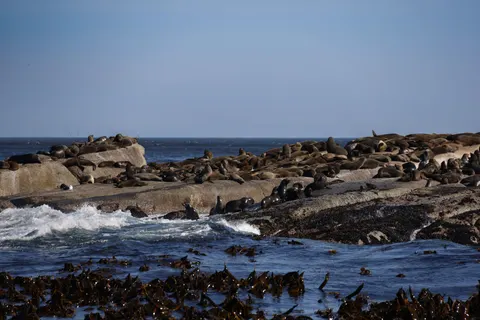 Penguins 4K Wallpaper · animals · 3840×2561