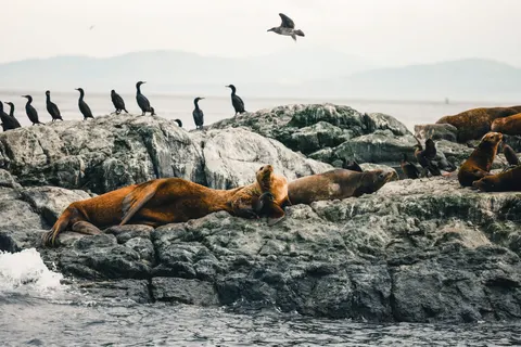 Penguins 4K Wallpaper · animals · 3840×2561