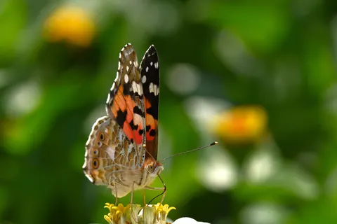 Butterfly 4K Wallpaper · animals · 3840×2560