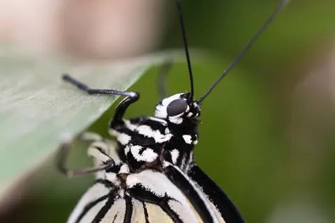 Butterfly 4K Wallpaper · animals · 3840×2560