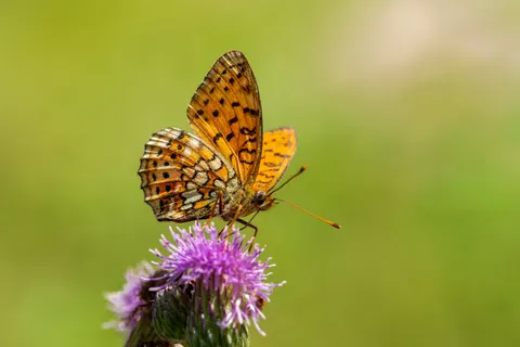 Butterfly 4K Wallpaper · animals · 3840×2560
