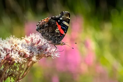 Butterfly 4K Wallpaper · animals · 3840×2560