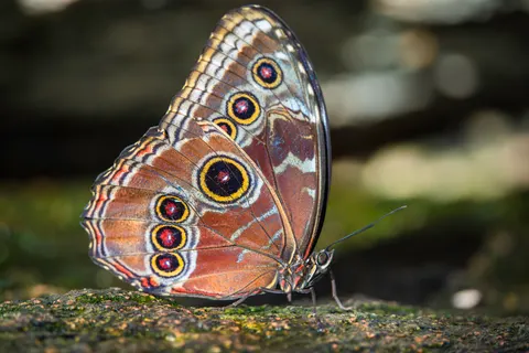 Vlinder 4K-achtergrond · animals · 3840×2561