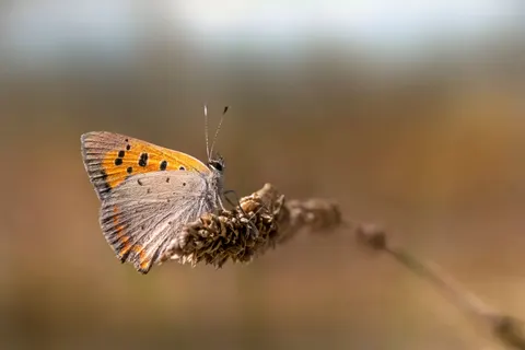 Fond d'écran Papillon 4K · animals · 3840×2560