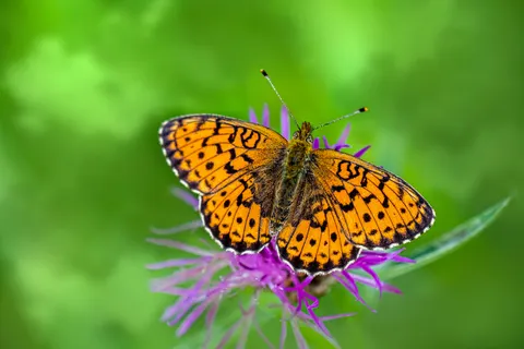 Schmetterling 4K Hintergrundbild · animals · 3840×2560