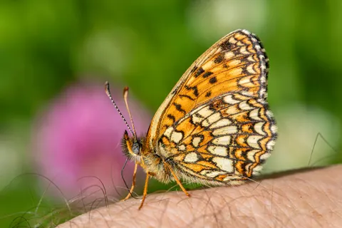 Butterfly 4K Wallpaper · animals · 3840×2560