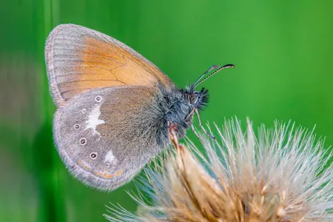 Butterfly 4K Wallpaper · animals · 3840×2560