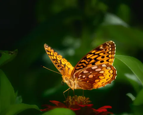 Butterfly 4K Wallpaper · animals · 3840×3072