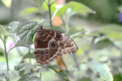 Butterfly 4K Wallpaper · animals · 3840×2560