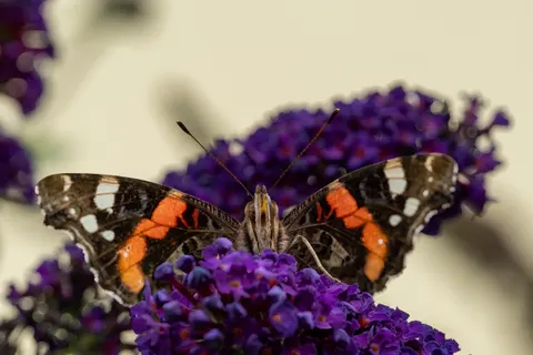 Butterfly 4K Wallpaper · animals · 3840×2560