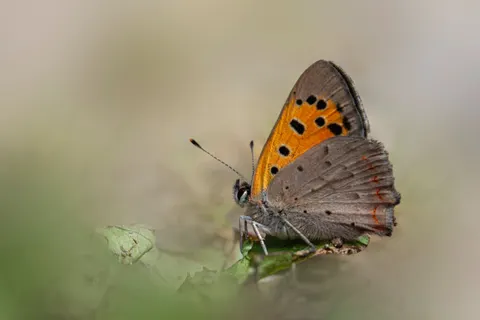 Butterfly 4K Wallpaper · animals · 3840×2560