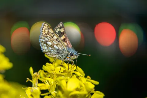 Butterfly 4K Wallpaper · animals · 3840×2560