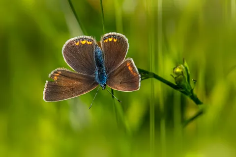 والپیپر پروانه با کیفیت 4K · animals · 3840×2560