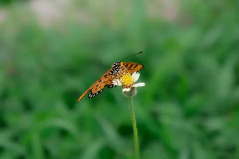 Butterfly 4K Wallpaper · animals · 3840×2560