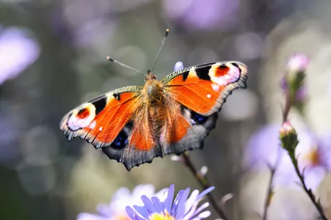 Butterfly 4K Wallpaper · animals · 3840×2560