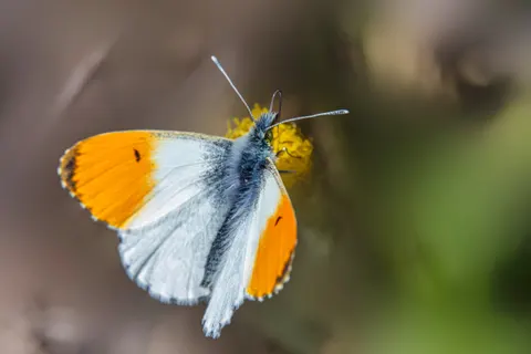 Butterfly 4K Wallpaper · animals · 3840×2560