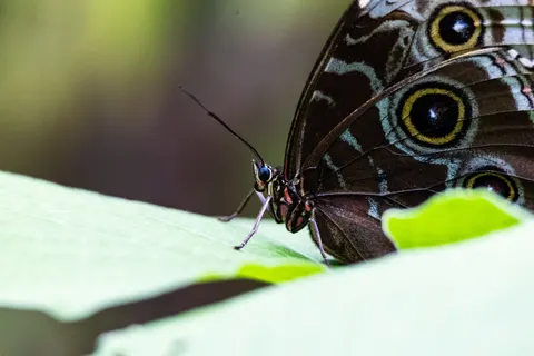 Butterfly 4K Wallpaper · animals · 3840×2560
