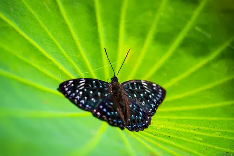 Tapeta Motyl 4K · animals · 3840×2563