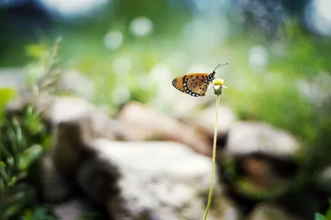 Butterfly 4K Wallpaper · animals · 3840×2560