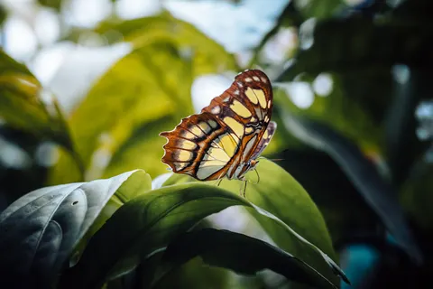 Vlinder 4K-achtergrond · animals · 3840×2560