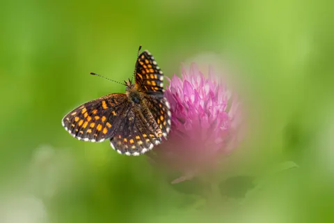 Butterfly 4K Wallpaper · animals · 3840×2560