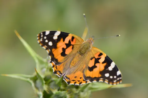 Butterfly 4K Wallpaper · animals · 3840×2563