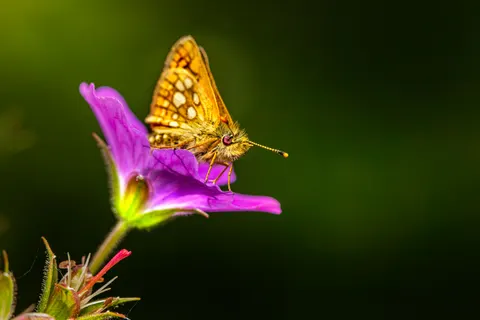 Tapeta Motyl 4K · animals · 3840×2560